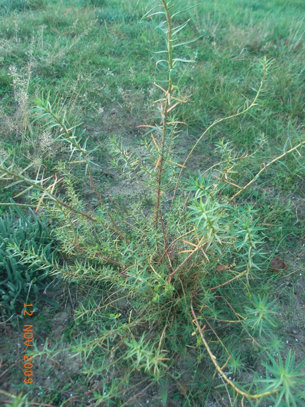 Euphorbia